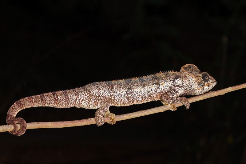 File:Oustalet's chameleon (Furcifer oustaleti) male Montagne d’Ambre.jpg
