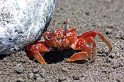 Painted ghost crab (Ocypode gaudichaudii) Osa.jpg