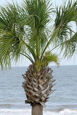 Palm tree top, Georgia, US.jpg