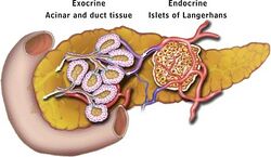 Pancreatic-Model-of-Exocrine-and-Endocrine-Function-Locations.jpg