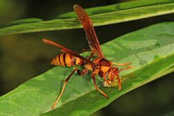 Paper Wasp - Polistes major with Queen caterpillar, Fairchild Botanical Gardens, Coral Gables, Florida.jpg