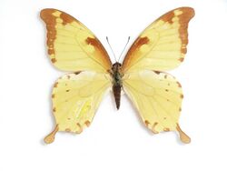 Papilionobilis Rogenhofer,1891Female.JPG