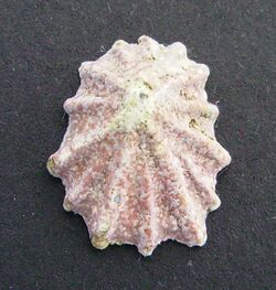 Patelloida corticata.JPG