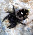 Phidippus audax Bryantae variation