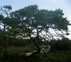 Pinus clausa.jpg