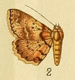 Pl.164-02-Lithacodia flavofimbria Saalmüller, 1891.JPG