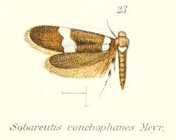 Pl.2-23-Sobareutis conchophanes Meyrick, 1910.JPG