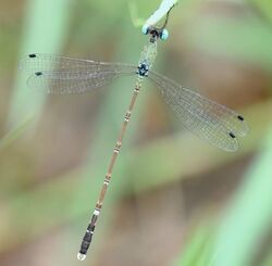 Platylestes platystylus male (cropped).jpg