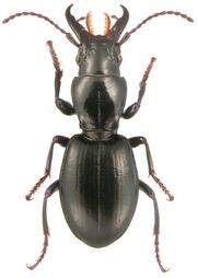 Promecognathus crassus LeConte - ZooKeys-245-001-g019.jpeg