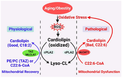 Proposed CL remodeling pathways in obesity and aging.png