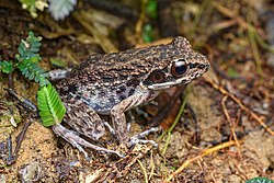 Pulchrana laterimaculata, Side-spotted swamp frog - Bang Lang National Park (50770216202).jpg