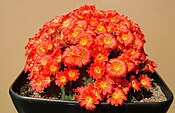 Rebutia senilis v.stuemeri P249 Khanon s200select.jpg