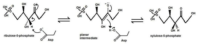 File:Ribulose-phosphate 3-epimerase reaction.jpg