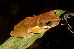 Rufous-eyed Brook Frog.jpg