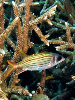 Sargocentron microstoma (Smallmouth squirrelfish) in Acropora formosa (Staghorn coral).jpg