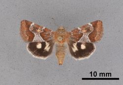 Schinia subspinosae MEM362888.jpg