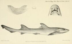 Scylliogaleus quecketti BOULENGER,1902.jpg