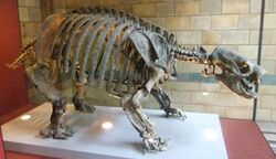 Skeleton, Natural History Museum, London - DSCF0385.JPG