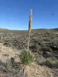 Sotol (16348097794).gif