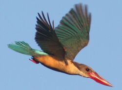 Stork-billed Kingfisher (cropped).jpg