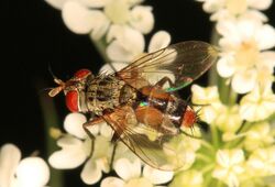 Tachinid Fly - Genea pavonacea, Julie Metz Wetlands, Woodbridge, Virginia.jpg