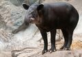 Tapirus bairdii -Franklin Park Zoo, Massachusetts, USA-8a.jpg