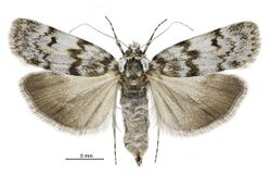 Tawhitia glaucophanes female.jpg