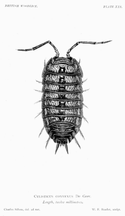 The British Woodlice 64.png