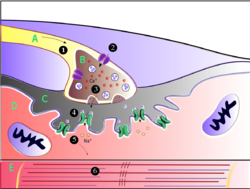 The Muscle Contraction Process.png