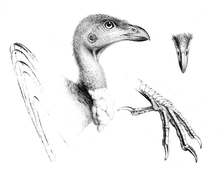 File:The genera of birds - Talegalla fuscirostris (19140083500) (cropped).jpg