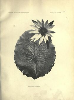 The waterlilies (Plate 6) (7060872775).jpg