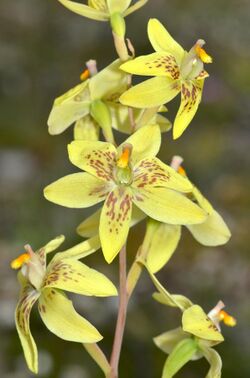 Thelymitra villosa (13978890059).jpg