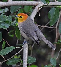 yellowish perching songbird with orange head