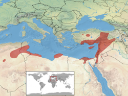 Trachylepis vittata distribution.png