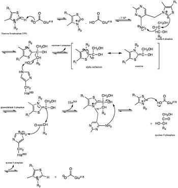 Mechanism of fructose-6-phosphate to xylulose-5-phosphate in transketolase active site