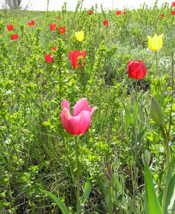 Tulipa-suaveolens-Ukraine.png