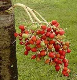 VEITCHIA merrellii fruits.jpg