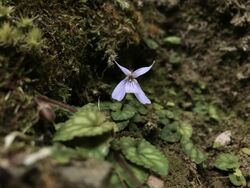 Viola formosana in the spring wind.jpg