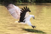 WB Sea Eagle Pounce.jpg