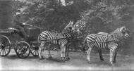 Walter Rothschild with a carriage drawn by four zebra
