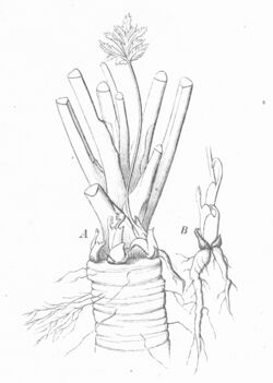 Warming-Skudbygning-Fig5-Anthriscus-sylvestris.jpg