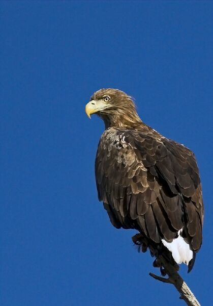 File:White tailed eagle.jpg