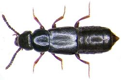 Xylodromus affinis (Gerhardt, 1877) (2947470956).jpg