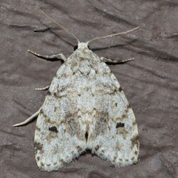 - 8098 – Clemensia albata – Little White Lichen Moth (14836298677).jpg