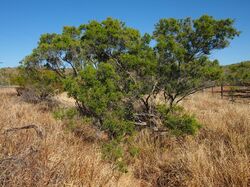 1 melaleuca bracteata habit.jpg