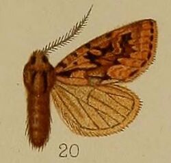 20-Episilia clavata=Estimata clavata (Hampson 1907).JPG