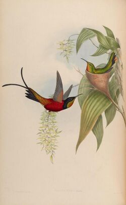 An illustration of a male and female Fiery Topaz, the female on the nest and the male flying, bringing a branch to her.