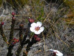 Adenandra villosa.JPG