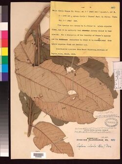 Herbarium specimen of "Aglaia argentea"