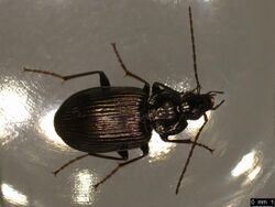 Agonum emarginatum (36613879265).jpg